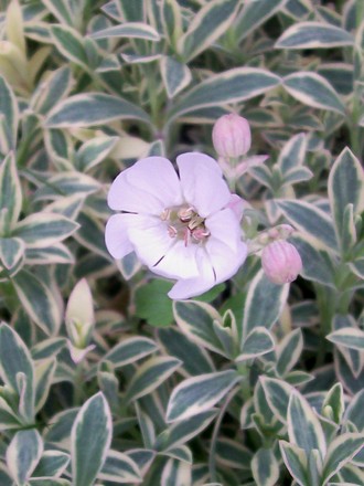 A garden flower photo (Silene uniflora)