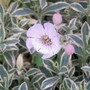 A garden flower photo (Silene uniflora)