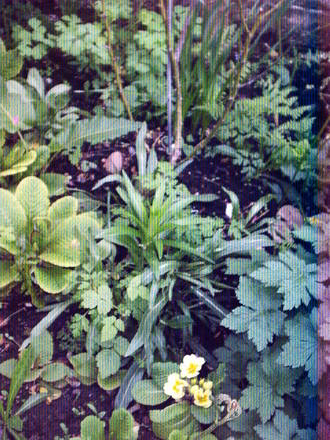 rose_bed_under_layed_with__aquilegia_primrose__geranium_lilies.jpg