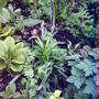 Rose_bed_under_layed_with__aquilegia_primrose__geranium_lilies