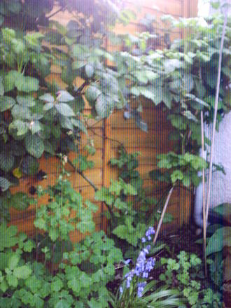 bluebells_blackberris_and_aquilegia.jpg
