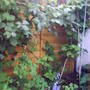 Bluebells_blackberris_and_aquilegia