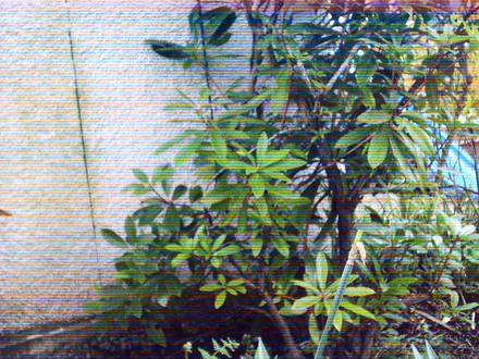 rhododendron.jpg