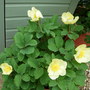 Peaonia Wittmanniana