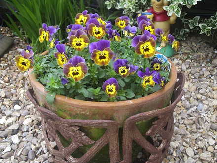 Viola