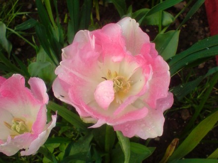 white and pink tulip