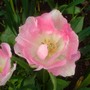 white and pink tulip