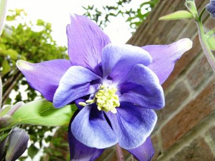 Aquilegia (Aquilegia (Columbine))