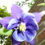 Aquilegia (Aquilegia (Columbine))