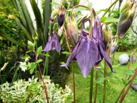 Aquilegia (Aquilegia (Columbine))