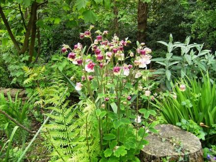 Aquilegia (Aquilegia (Columbine))