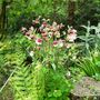Aquilegia (Aquilegia (Columbine))
