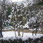 Plum tree under the snow