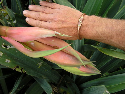 A garden flower photo