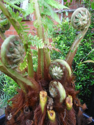 Dickensonia Antarctica.(Tree fern) (Dicksonia antarctica (Soft tree fern))