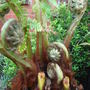 Dickensonia Antarctica.(Tree fern) (Dicksonia antarctica (Soft tree fern))