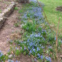 scilla (Scilla siberica (Siberian squill))