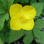 Hylomecon_japonicum