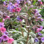 pulmonaria (Pulmonaria angustifolia (Blue Cowslip))