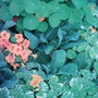 Garden_photo_s_159