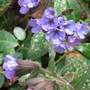 pulmonaria (Pulmonaria angustifolia (Blue Cowslip))