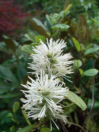 Fothergilla gardenii 'Blue Mist' (Fothergilla gardenii 'Blue Mist')
