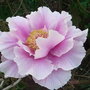 Tree_paeony_1