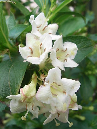 Weigela 'Bristol Snowflake' (Weigela 'Bristol Snowflake')