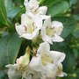 Weigela 'Bristol Snowflake'