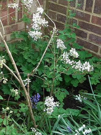 Syringa x persica (Syringa x persica)