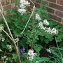 Syringa_x_persica