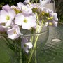 wildflowers