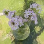 wildflowers