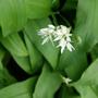 wild garlic