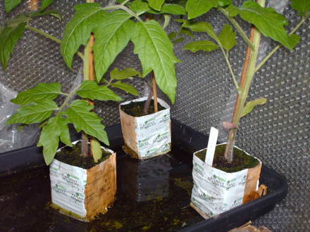new way to grow toms