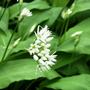 wild garlic (Allium canadense (Wild Garlic))