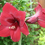 RED AMARYLLIS