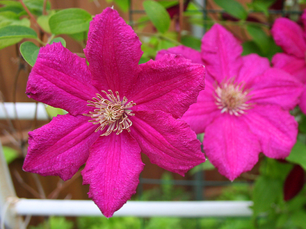 CLEMATIS--ERNEST MARKHAM
