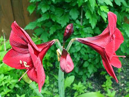 RED AMARYLLIS