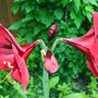 RED AMARYLLIS