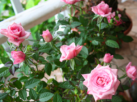 MINI ROSE--PINK