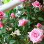 MINI ROSE--PINK