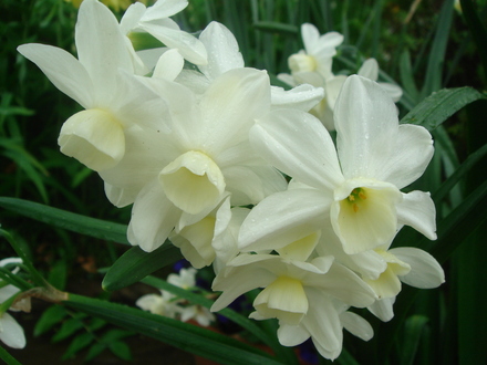 Narcissus Chimes - May 2008