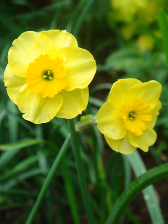 Narcissus - May 2008