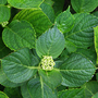HYDRANGEA MACROPHYLLA