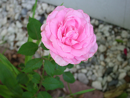 HYBRID TEA ROSE--