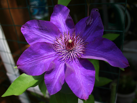 CLEMATIS--JACKMANII