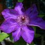 CLEMATIS--JACKMANII