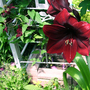 RED AMARYLLIS