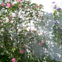 SHRUB ROSES AND VIOLET CHARM CLEMATIS